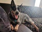 Gelukkige einde in soektog na Jeffreysbaai-hond