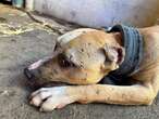 Cape Town dogfighting: Two arrested, 12 dogs confiscated in separate raids