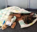 18 gevalle waar katte, honde gif inkry by organisasie aangemeld