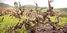Ouwingerdwyne: Spesiale dag vir spesiale wyn