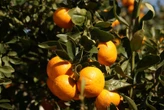 ‘Verwoestend’: 30%-tarief ‘kan dorpe soos Citrusdal knak’