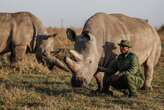 'We will save them': The quest to rescue nearly extinct rhino