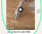 WATCH | Lion cubs for sale on Pretoria WhatsApp group for R35 000