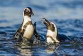 No settlement for African penguin case yet – as George's approach slammed for being 'highly irregular'