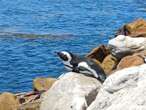 Mystery over source of oil spill which affected endangered penguins