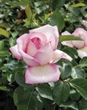 Tuinwenke: Plant só jou rose oor