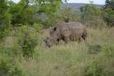 Four Zimbabwe rhinos die after drinking polluted water