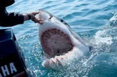 Haai-fokus op Suid-Afrika: Plaaslike talent maak golwe in ‘Discovery’ se ‘Shark week 2025’