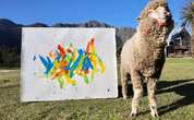 WATCH | Mystery surrounds disappearance of Baanksy the painting sheep – R1.2m reward offered