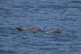 Dolphin cruises help Istanbul treasure its Bosphorus bottlenoses