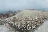 Western Cape endangered seabird colony shows record growth