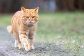 Gemmerkatte se geheim ontdek