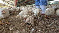Daybreak Foods: DBV moet 350 000 hoenders van kant maak