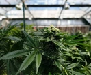 Gesloer met dagga-regulasies lê verbouing van kannabis lam, sê Steenhuisen