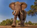 Jumbo-sized problem as Nongoma residents flee homes after elephants escape reserve