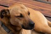 Beloved dog in critical condition after shooting; Parkhurst residents fundraise R40 000