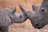 KZN rhino intervention leads to 80% drop in poaching