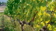 Chardonnay: Verskeidenheid en pure lekkerte in elke glas