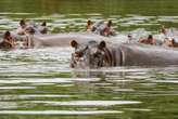 Escobar's 'cocaine hippos' to be hunted for 'ecological balance' following Colombian court order