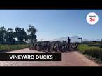 WATCH | Working ducks and cattle help this Stellenbosch farm combat pests, improve soil health