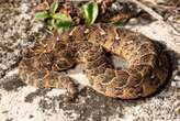 Revealed: These 10 snakes have the most recorded bites in South Africa