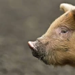 Sterk moontlikheid van varkpes in Bredasdorp ná vrektes onder varke