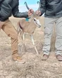 Super-springbokram reg om Kalahari op horings te neem