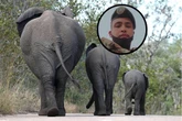Publiek gemaan oor groot olifanttroppe in noorde van Limpopo