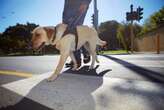 SA guide dog group sues Uber's Dutch app owners