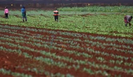 Indiensneming in landbou ‘bemoedigend’ ondanks verliese