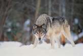 As wolves swoop, Austrians grab guns for contested cull