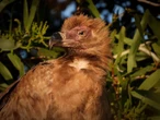Vreemde besoeker lok talle na wildpark aan buitewyke van Gqeberha