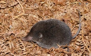 Skugter Wes-Kaapse spitsmuis 1ste keer in 46 jaar gewaar