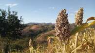 Sorghum: An unsung hero of South African cuisine