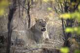 Lions beheaded in suspected ritual-use poaching incident in Zimbabwe park