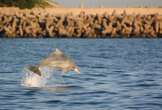 SA's most endangered marine mammal: How scientists are working to save a population of 500 dolphins