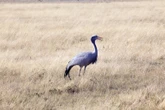 Kommer dat bloukraanvoëls in die natuur kan uitsterf