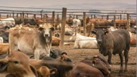 Kan jy maalvleis eet? 8 dinge wat jy nou oor die bek-en-klouseer-uitbreking moet weet