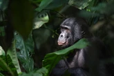 Fred Pheiffer: Bonobo’s werp meer lig op taal en taalgebruik
