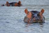 3 werkers beseer toe seekoei hulle in Krugerwildtuin bestorm