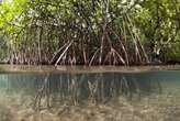 Ex-BP exec gets go ahead for biggest African mangrove project