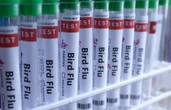 SA se grootste hoenderprodusent begin inent teen voëlgriep