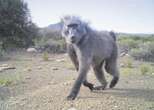 Baboon pepper-sprayed, electrocutes itself during anti-baboon protest in Kommetjie