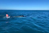 Twee walvisse aan Oos-Kaapse kus gered