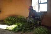 Mpondoland dagga growers left out to dry