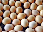 Eiers is veilig om te eet – geen salmonella in SA