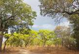 Vast African forests store twice as much carbon as previously thought