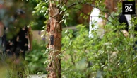 Londense blommeskou: Sensors hou oog oor groei, grond en lug by bome
