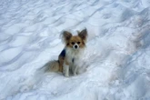 Stapper uit Alpe-ysskeur gered danksy . . . ’n chihuahua