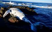 WATCH | Man hacks away at beached whale's tail as Nelson Mandela Bay residents look on